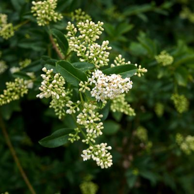 Image showing 5 gal. Potted Texanum Ligustrum Plant