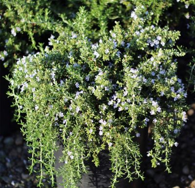 1 gal. Blue Frantz Wholesale Nursery Assorted Rosemary Plants, 4 pc.