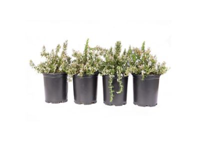 Image showing 1 th 1 gal. Blue Frantz Wholesale Nursery Assorted Rosemary Plants, 4 pc.