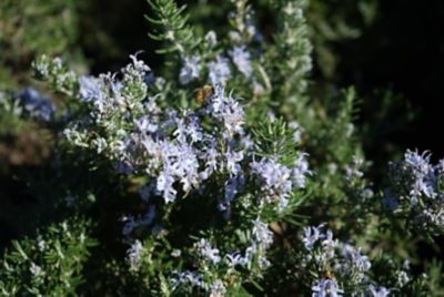 Image showing 2 th 1 gal. Blue Frantz Wholesale Nursery Assorted Rosemary Plants, 4 pc.