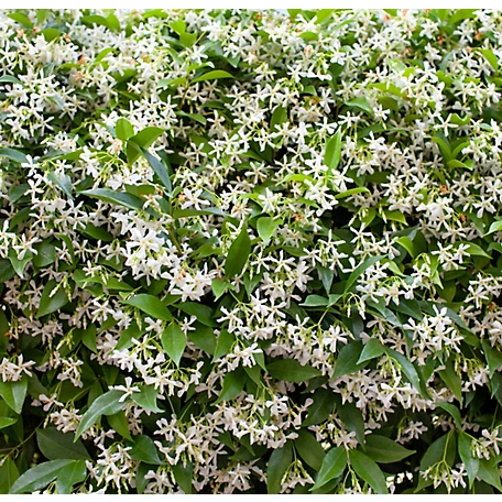 5 gal. Staked Star Jasmine Plant