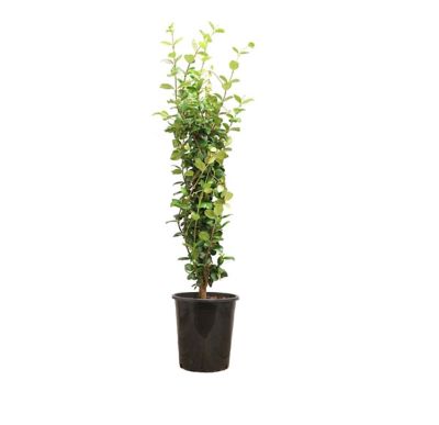 Image showing 5 gal. Staked Star Jasmine Plant