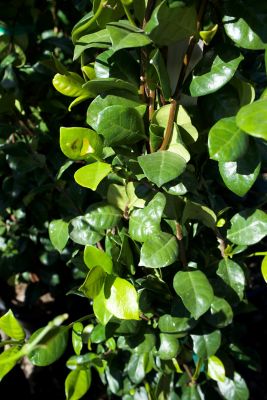 Image showing 5 gal. Staked Star Jasmine Plant