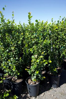 Image showing 5 gal. Staked Star Jasmine Plant