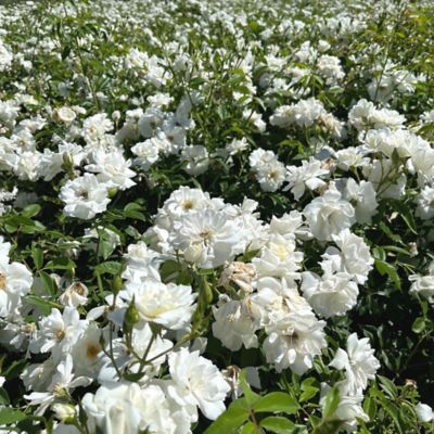 Frantz Wholesale Nursery Iceberg Rose Shrub