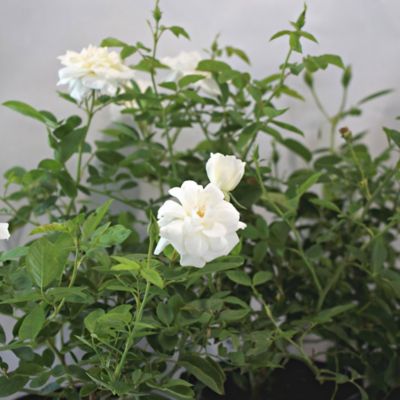 Image showing Frantz Wholesale Nursery Iceberg Rose Shrub