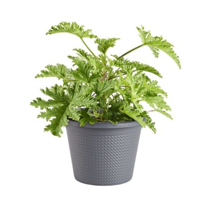 Bonnie Plants 0.94 gal. Potted Citronella Plant