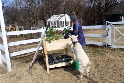 Image showing  Wooden Raised Garden Planter with Storage Shelf, 36 in. x 36 in. x 36 in.