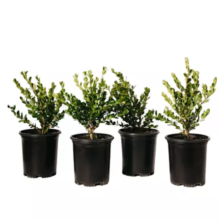 Alder and Oak 1 gal Green Japanese Boxwood Beauty Shrubs in Pot 4 Pieces Bushes