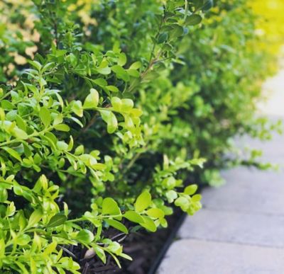 Image showing  1 gal. Potted Japanese Boxwood Green Beauty Shrubs, 4 pc.