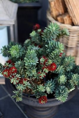 Image showing  1 gal. Dwarf Bottlebrush Little John Shrubs, 4 pk.