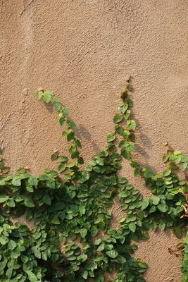 Image showing  1 gal. Ficus Pumila Staked Creeping Fig Vines, 4 pk.