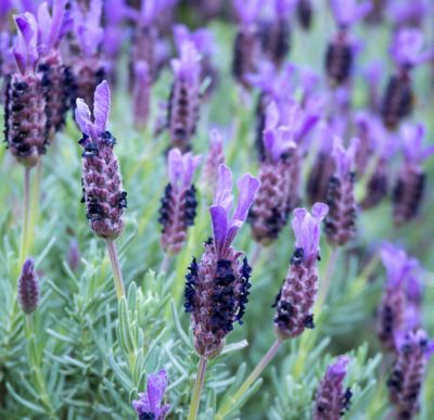 Alder & Oak Lavandula Vera Shrubs, 4 pk.