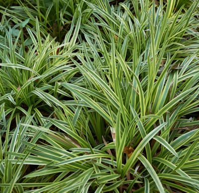 Image showing  Giant Lily Turf Shrubs, 4 pk.
