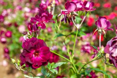 Alder & Oak Rosa Iceberg Burgundy Rose Shrub