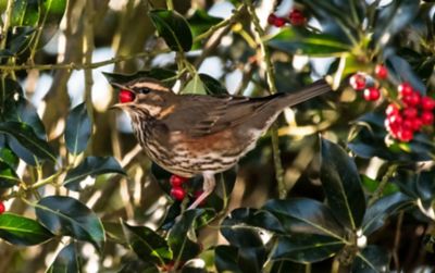 Image showing 2.929 gal. Dwarf Burford Holly #3
