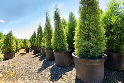 Image showing Emerald Green Arborvitae, 7 Gal., 3687