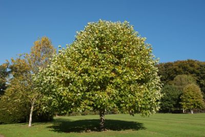 3.74 gal. Green/Yellow Tulip Poplar #5 Tree