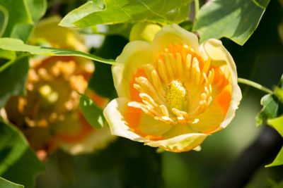 Image showing 3.74 gal. Green/Yellow Tulip Poplar #5 Tree