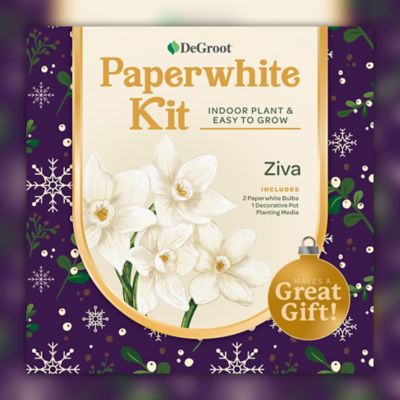 DeGroot Paperwhites Plant Kit