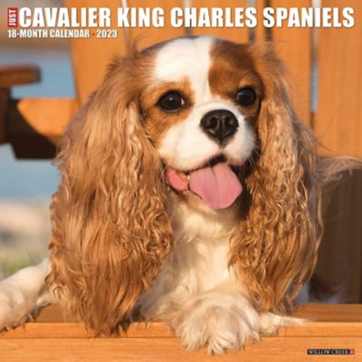 Beautiful Brown Cavalier Spaniel Dog Bottle Opener Fridge Magnet 