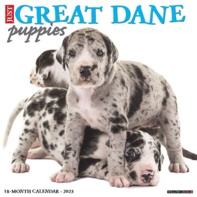 can a dalmatian be given rawhide every day