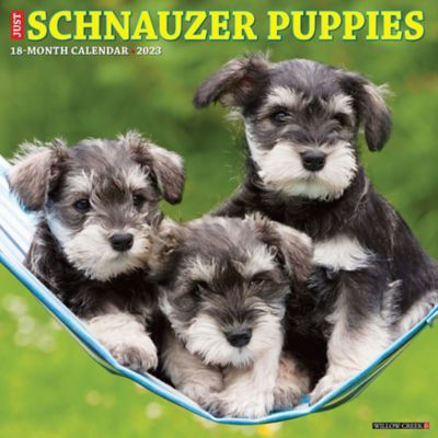 does the miniature schnauzer have respiratory signs