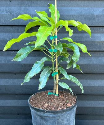 15 gal. Fruit Trees