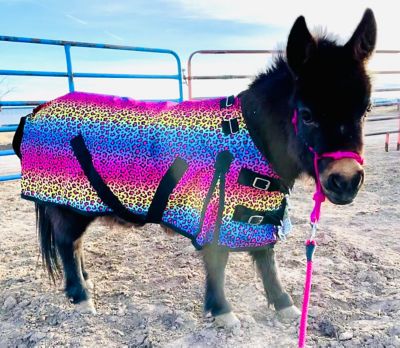 Image showing  Rainbow Cheetah 600 D Waterproof Hooded Sheet - 38-80 in.