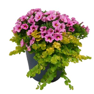 12 in. Annual Combo Planter