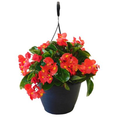 12 in. Annual Combo Hanging Basket