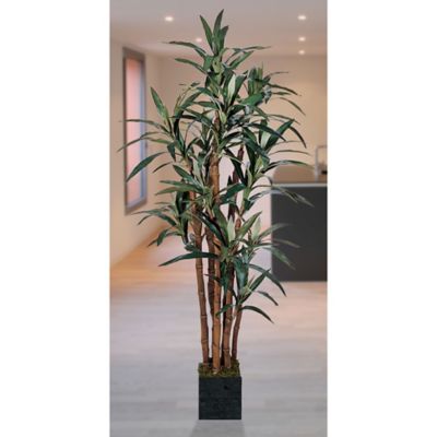 Image showing  5 ft. Yucca Silk Tree