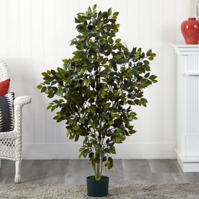 Image showing  4 ft. Ficus Silk Tree, 950 Leaves