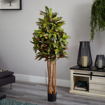 Image showing  5 ft. Croton Silk Tree