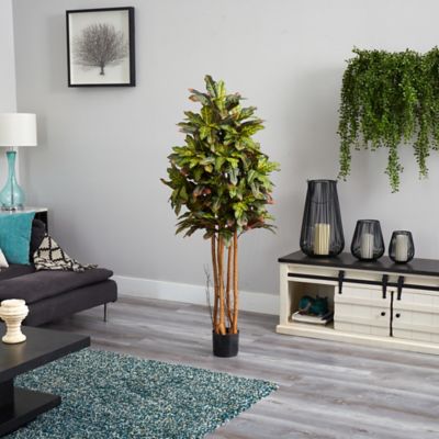Image showing  5 ft. Croton Silk Tree
