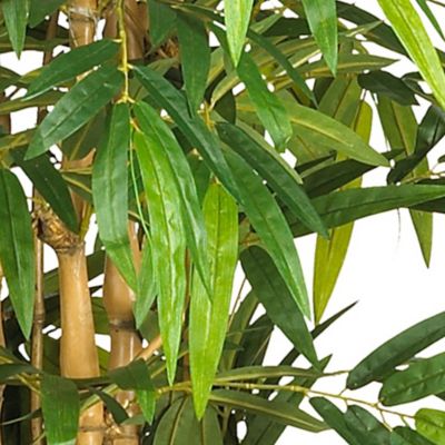 Image showing  6 ft. Belly Bamboo Silk Tree