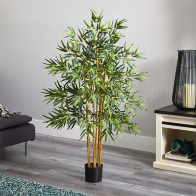 Image showing  4 ft. Multi Bambusa Bamboo Silk Tree