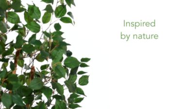 Image showing  5 ft. Ficus Bushy Silk Tree