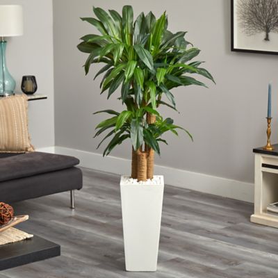 Image showing  5 ft. Cornstalk Dracaena Artificial Plant in White Tower Planter