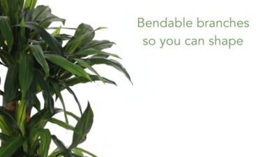 Image showing  5 ft. Cornstalk Dracaena Artificial Plant in White Tower Planter