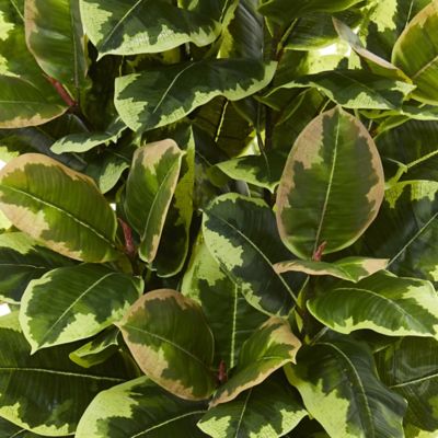 Image showing  4 in. Variegated Rubber Leaf Artificial Plant in White Tower Vase