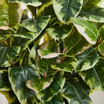 Image showing  4 in. Variegated Rubber Leaf Artificial Plant in White Tower Vase