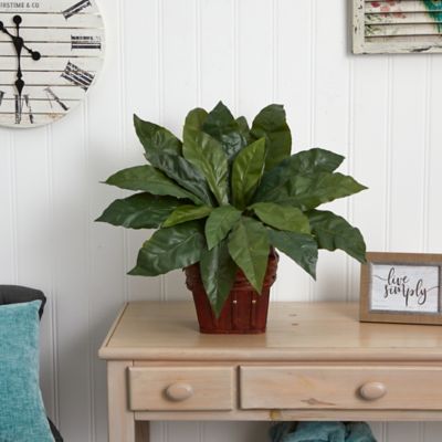 Image showing  Birds Nest Fern with Wicker Basket