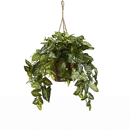 Nearly Natural 20 in. Nephthytis Hanging Basket