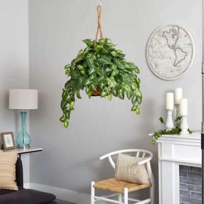 Image showing  20 in. Nephthytis Hanging Basket