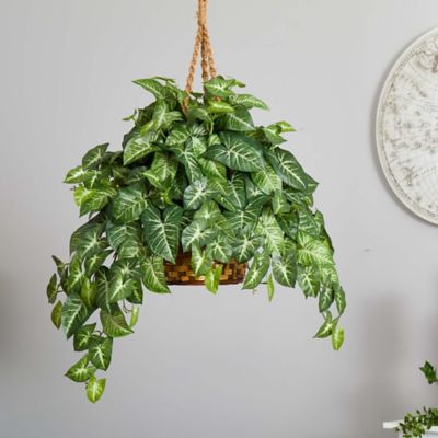 Image showing  20 in. Nephthytis Hanging Basket