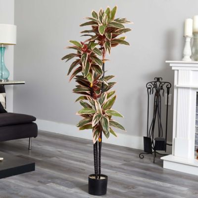 Image showing  54 in. Caladium Silk Plant