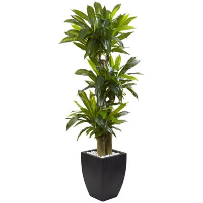 Nearly Natural 5.5 ft. Corn Stalk Dracaena in Black Wash Planter