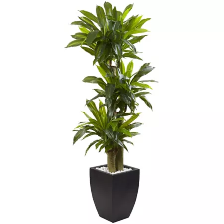 5.5 ft Near-Natural Corn Stalk Dracaena in Faded Black Planter Artificial Plants & Flowers