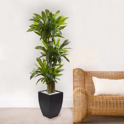 Image showing  5.5 ft. Corn Stalk Dracaena in Black Wash Planter